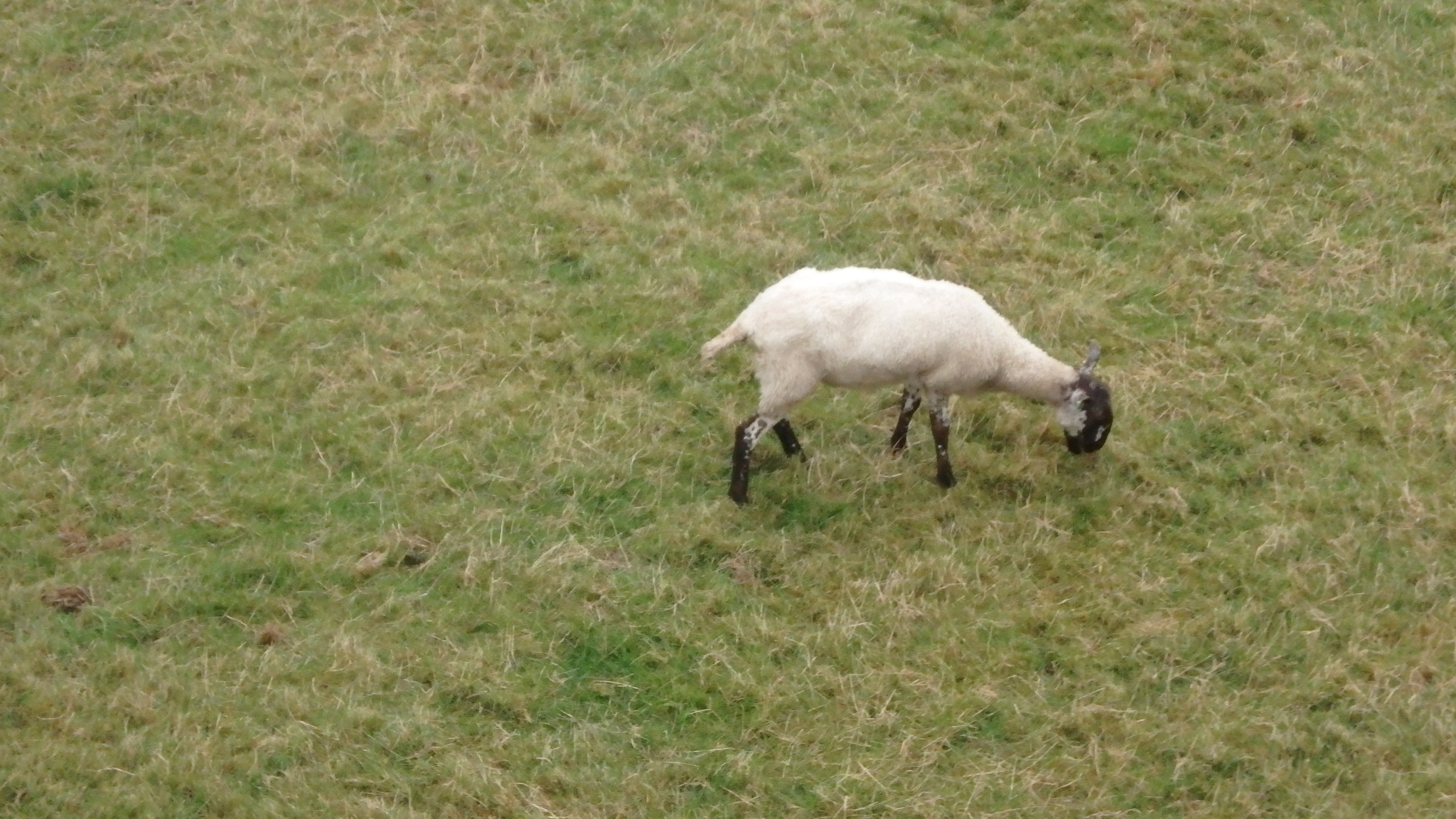 水路脇の牧場には羊。田園風景が広がる。